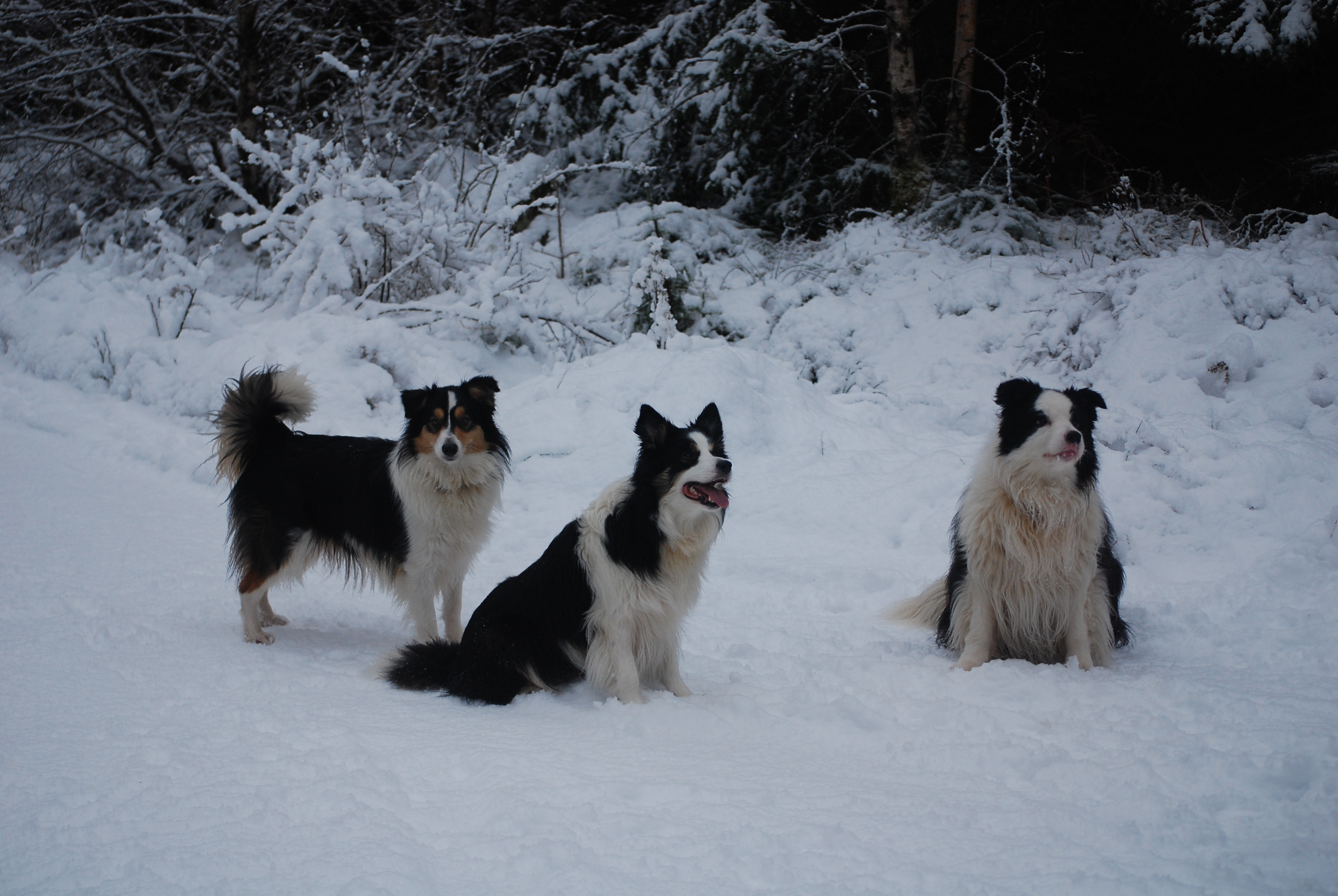 Jess, Fleck & Bob