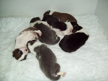 Pups at 8 days