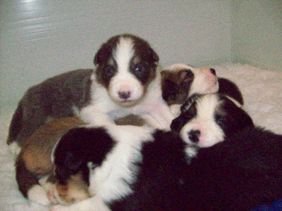 Pups at 2 weeks
