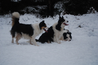 Jess, Fleck & Bob