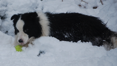 Bob and his tennis ball