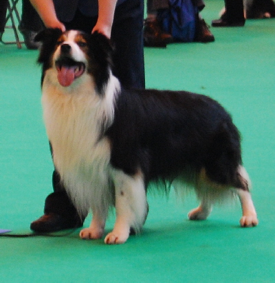 Crufts 10 (17)