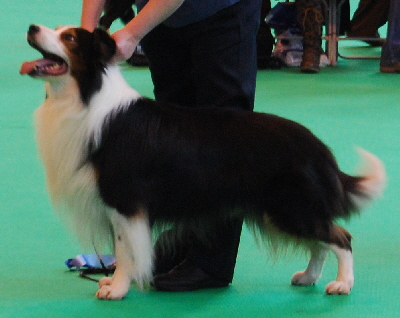 Crufts 10 (22)