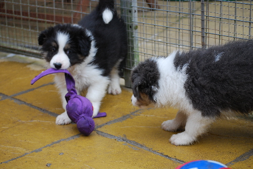 Pups at 61/2 weeks