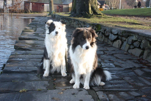 Meg & Oscar sitting