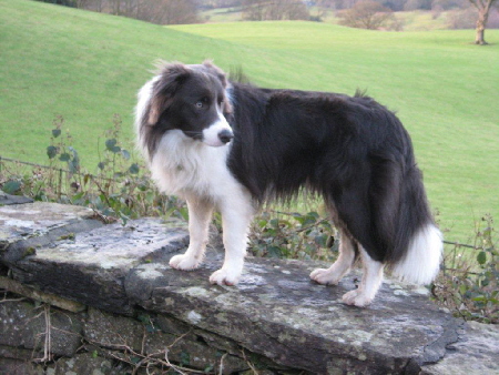 Oscar standing on wall good